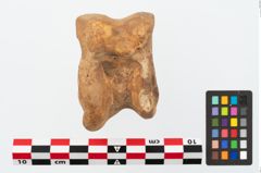 Foto von Astragalknochen (NHMW-PRAE-025648)